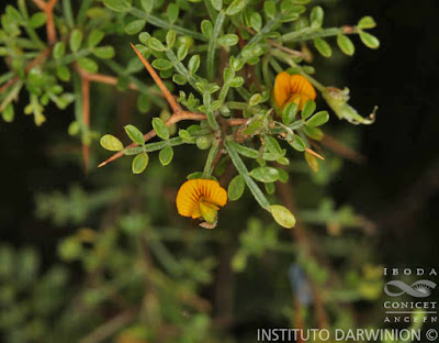 Añaguay (Adesmia trijuga)