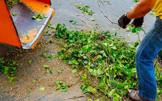 tree removal melbourne northern suburbs