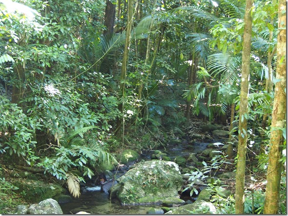 Mossman Gorge 67