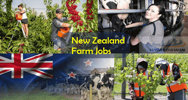 Housekeeping Jobs In New Zealand 2023