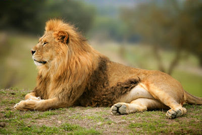 Imponente león salvaje esperando su comida - Wild lion