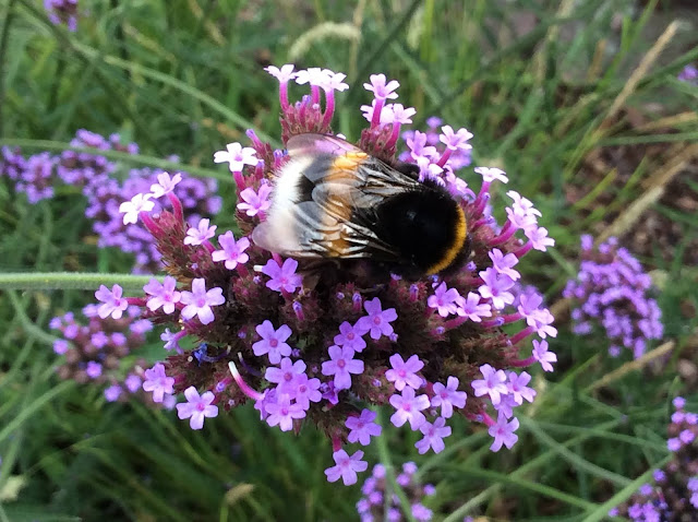 Bloem van Verbena bonariensis met hommel