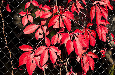 red-leaves-nice-hdwallpaperss-imgs