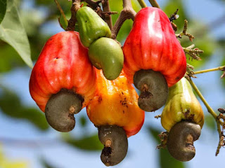 cashew apple fruit images