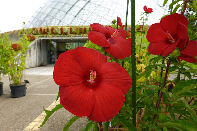 鳥取県西伯郡南部町鶴田　とっとり花回廊　タイタンビカス・ネオン