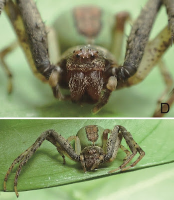 [Arachnida • 2022] Ibana gan • The First Record of the Thomisid Genus Ibana...