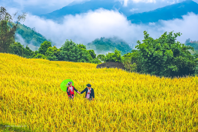 Lúa có vàng nơi ấy An Bùi 2022 Hoàng Su Phì photo trip