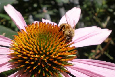 bee, beekeeping, echinacea, honey label, photo, www.colorfulimages.com, 