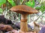 Stipe (mycology)