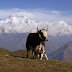 Why Trekking in Nepal?