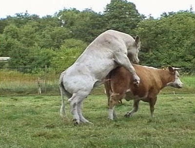 Cow having sex mating