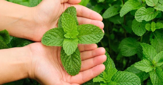 The body will get many benefits by using mint, it is useful for health!