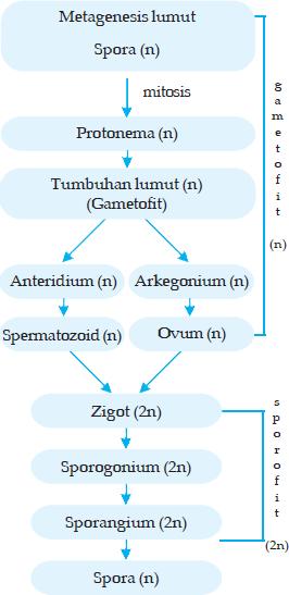 plantae TUMBUHAN LUMUT BRYOPHYTA 