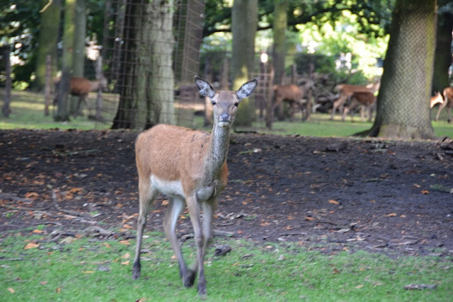 Modern The Hague deer