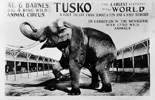 Tusko the elephant under LSD