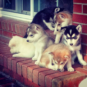 adorable dog pictures, cute husky puppies