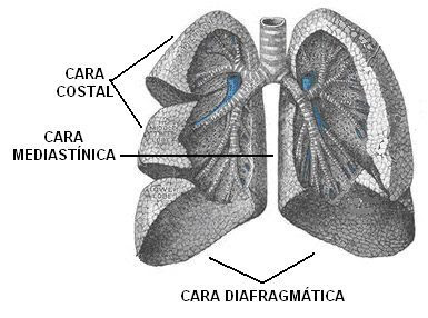 caras de los pulmones