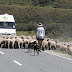 Λέσβος: Απίστευτο θανατηφόρο τροχαίο με πρόβατα-Ένας νεκρός