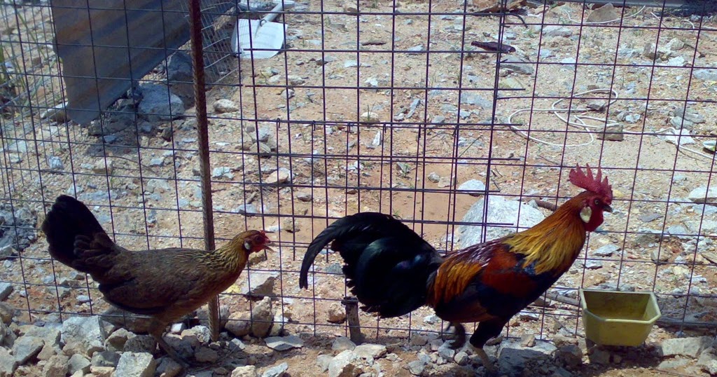 Medium berkongsi informasi: Ayam hutan dua sejoli