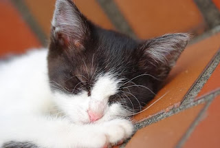 kucing