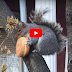  Squirrel Enjoying Some Fancy Lunch - Video 