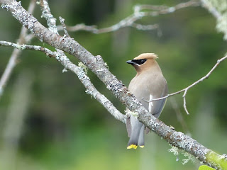 Bombycilla cedrorum - Jaseur d'Amérique - Jaseur des cèdres