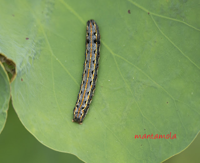 Caterpillar, Lotus leaf