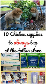 Chicken supplies from dollar store