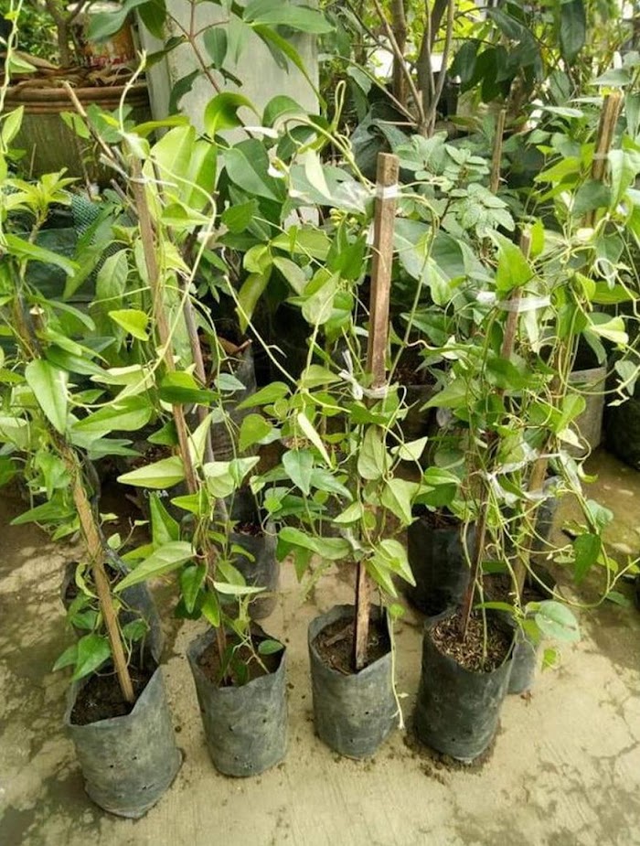 tanaman cincau rambat bibit hijau benih pohon buah stek bisa untuk tabulampot Bau-Bau