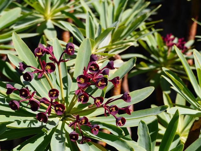 Euphorbia atropurpurea f. atropurpurea - Tabaiba roja o tabaiba mejorera 07