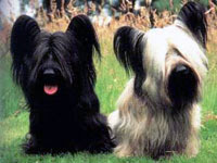 skye terrier