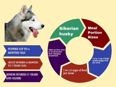 siberian husky meal portions infographics pie
