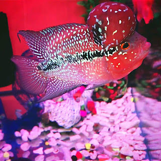 King Kamfa Flowerhorn Cichlid