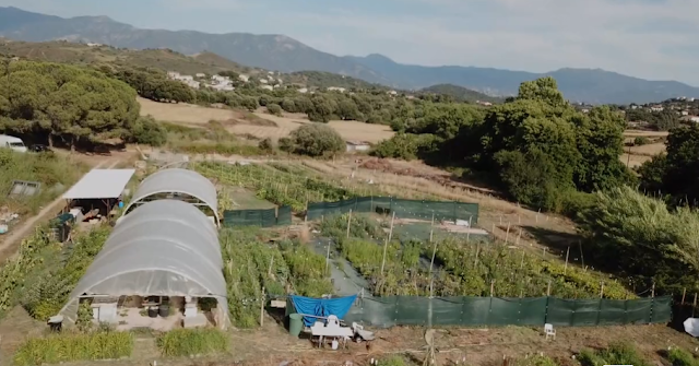 Autonomie alimentaire des territoires : un exemple corse