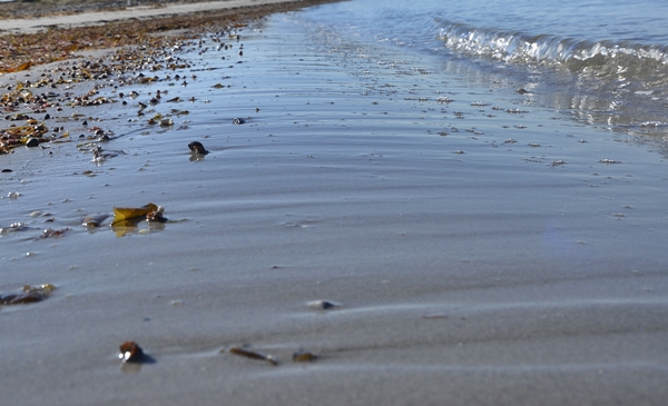 bølge sandstrand