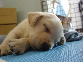 cute sleeping labrador puppy dog tired