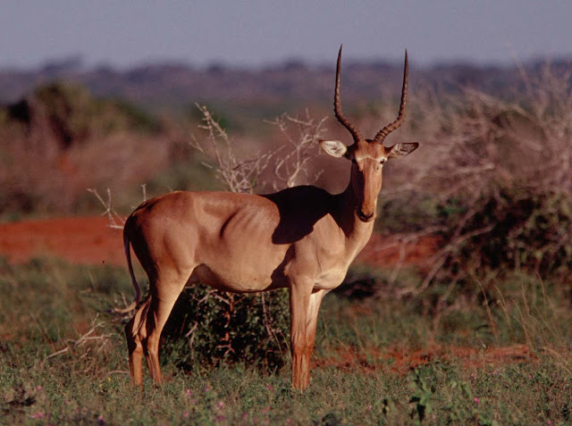 Hartebeest image, Hunter's antelope,hirola image,rare animal