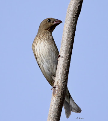 Common Rosefinch