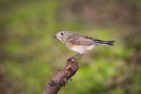 Red-flanked Bluetail - Simon Colenutt