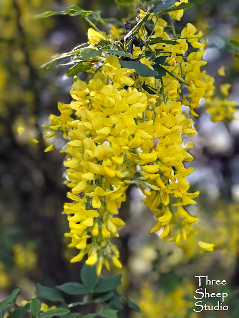 Golden Chain Tree bloom