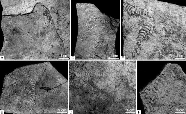  The oldest skeleton remains known to fossil chronicle of the globe belonged to the microo For You Information - Siberian paleontologists discovered the oldest macro-skeleton remains