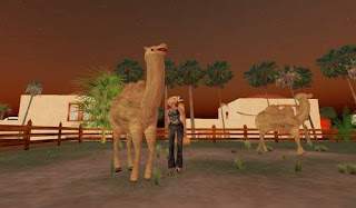 Second life animals - camels