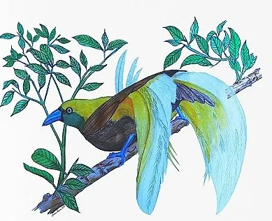 colored pencil drawing of paradise bird