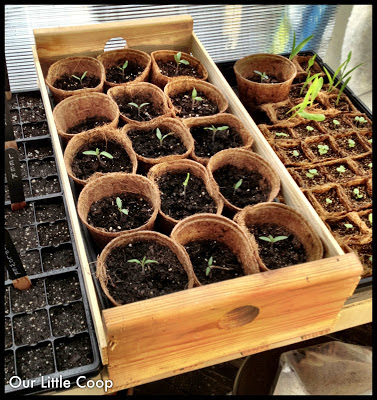 Basic seed flat with tomato seedlings Urban gardening, backyard