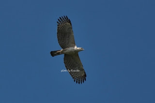 changeable hawk in Brunei