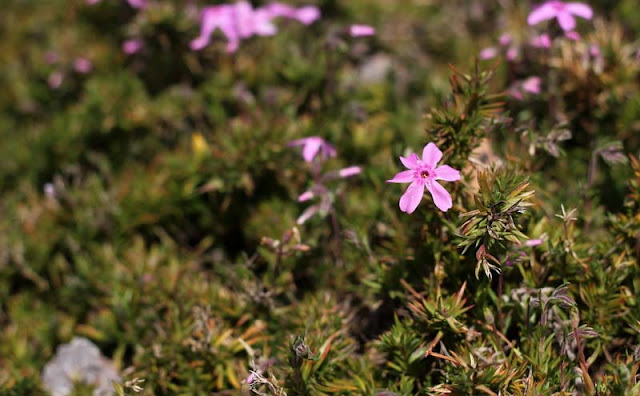 Phlox Subulata Flowers