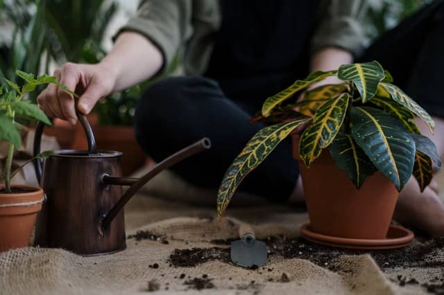 watering indoor plants