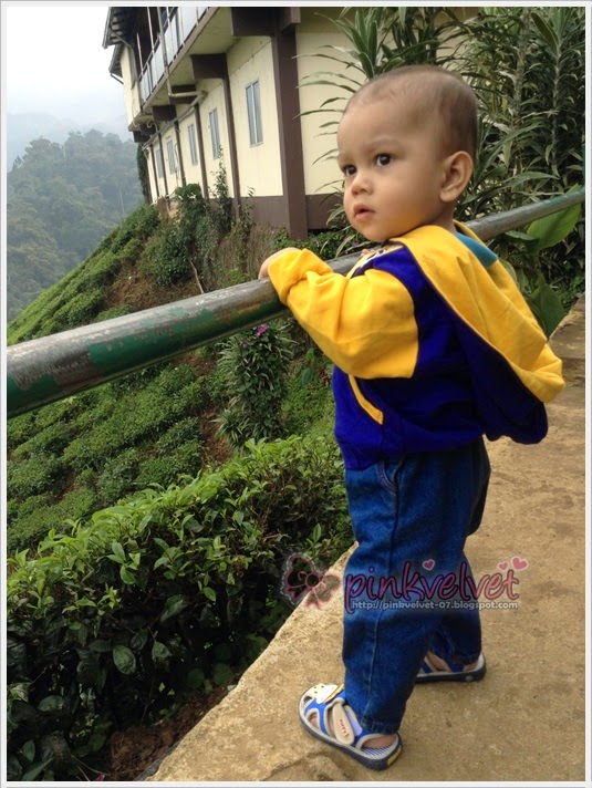 Cameron Highlands