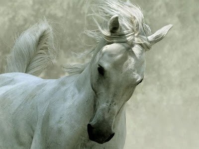 White Horse wallpaper