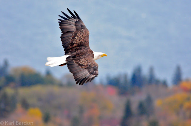 Bald Eagle